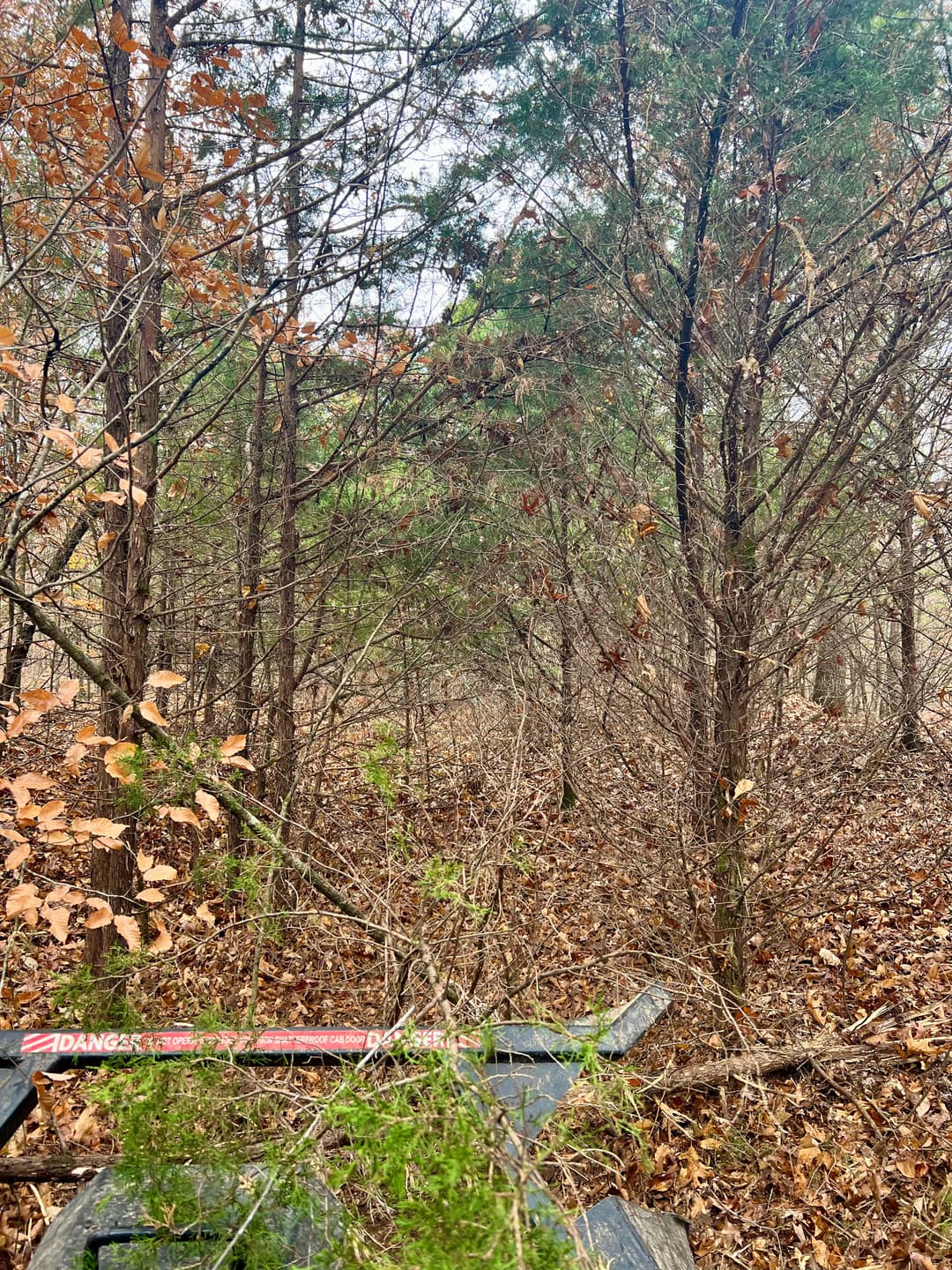Dense forest with autumn foliage, showing fallen leaves and a caution sign on a wooden bench.