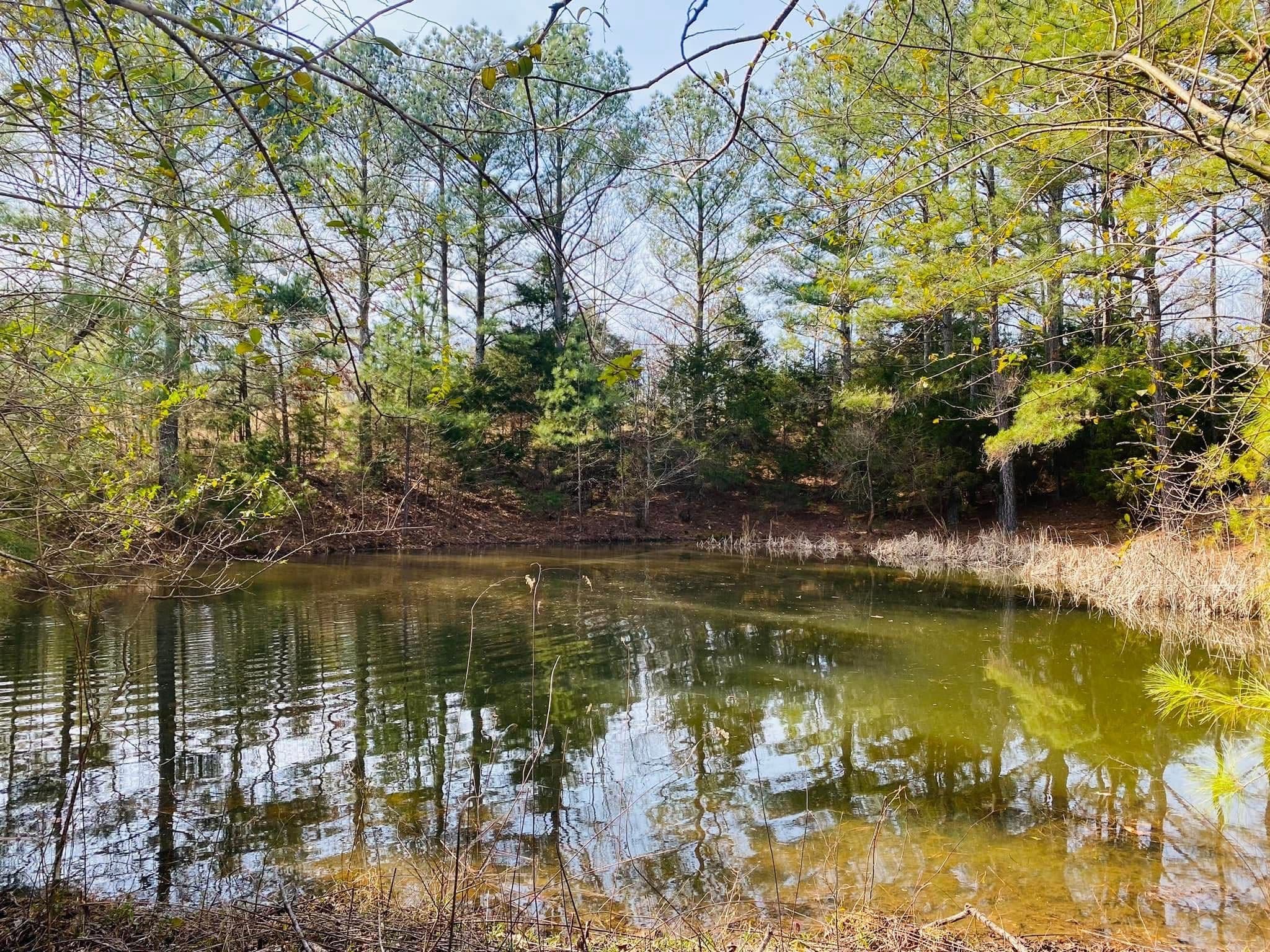 Calm pond surrounded by lush trees reflecting in water on a sunny day. Natural scenery.