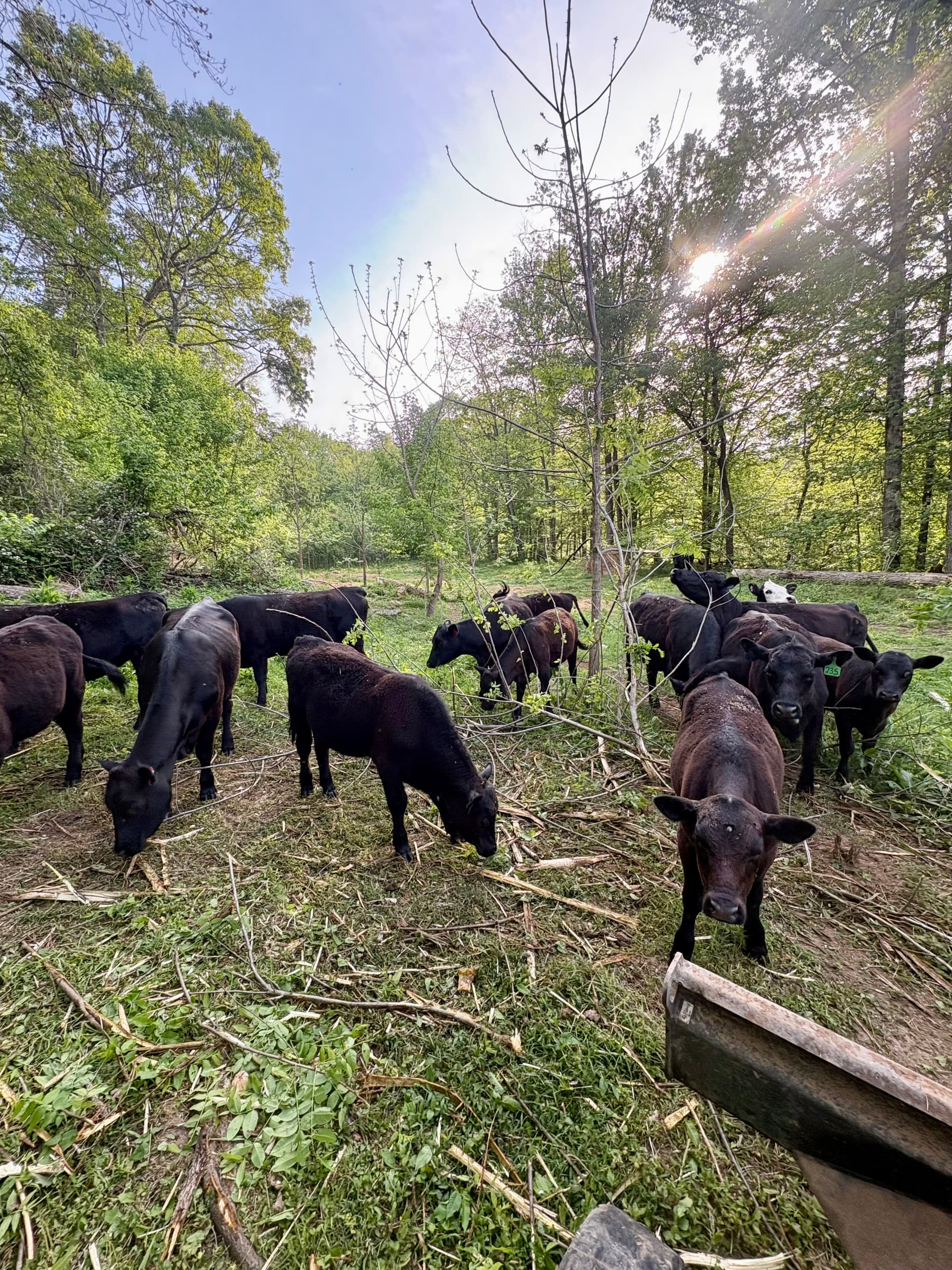 Gallery photos for Farm Land Clearing for Pond Banks Fields and Fence Rows: Image #2