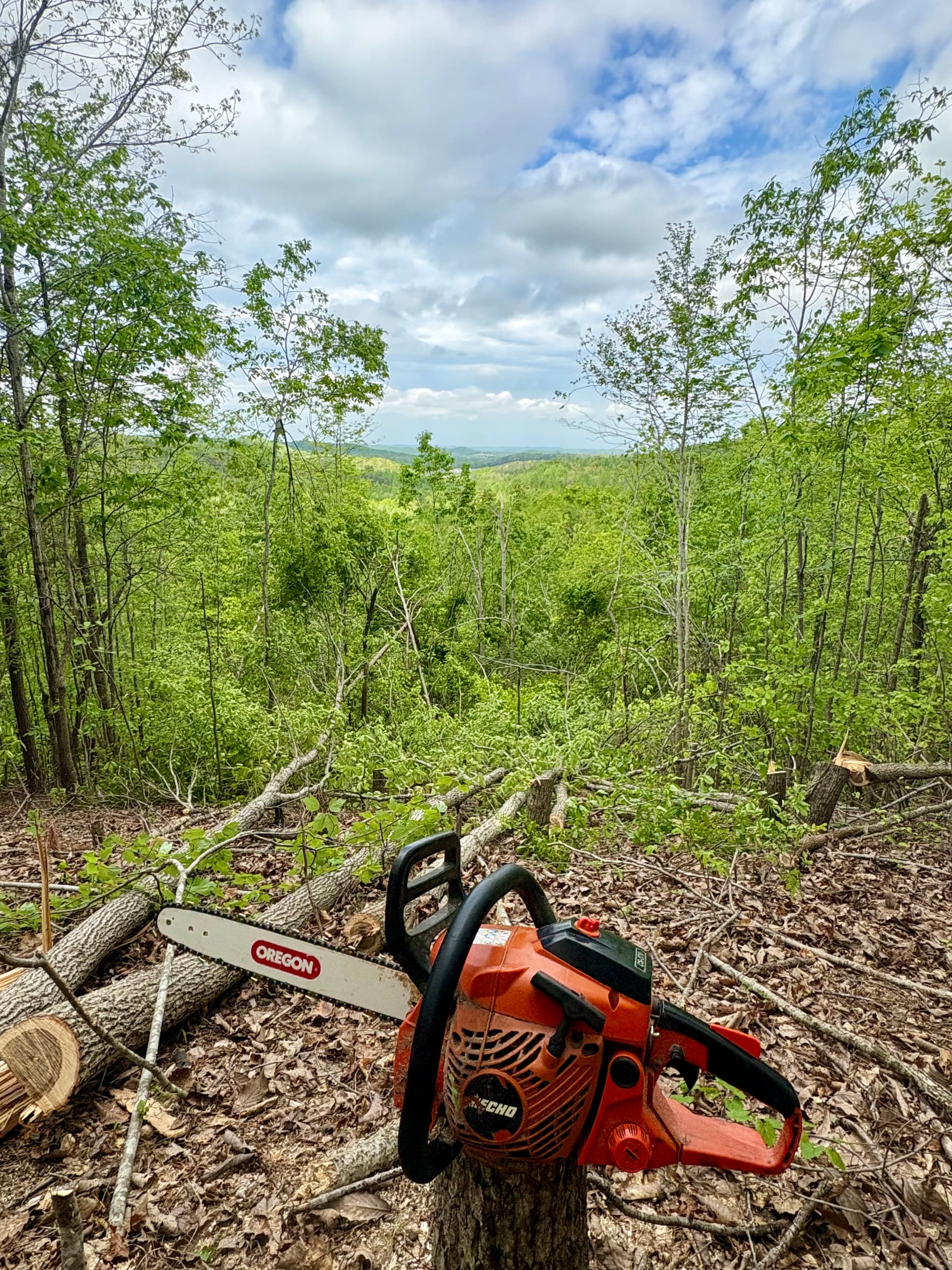 Reclaiming a Hilltop View One Tree at a Time image