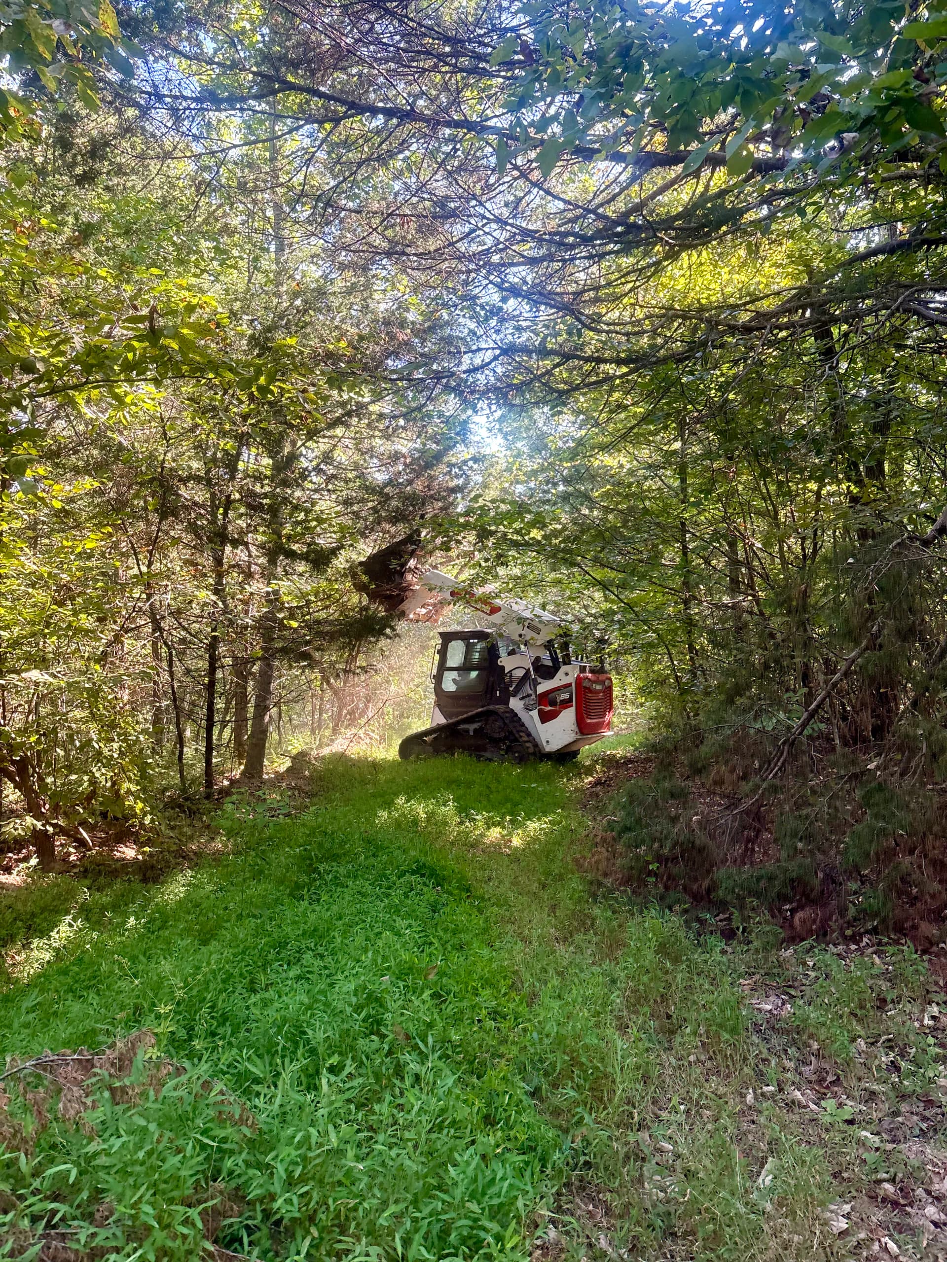 Land Clearing That Turns Overgrown Woods Into Usable Property image