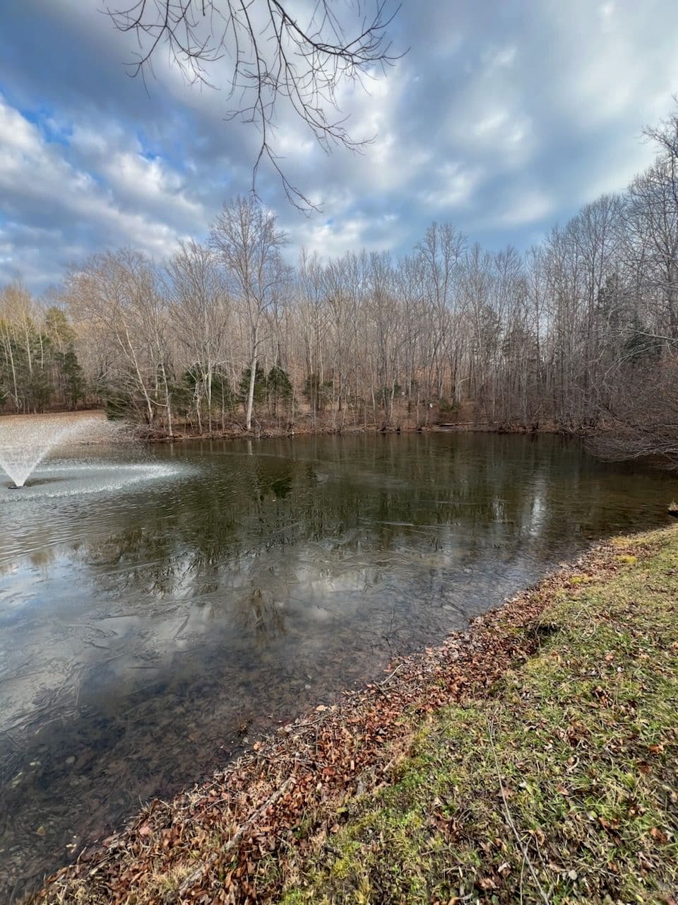 Enhancing Nature's Beauty with Professional Pond Cleanup image